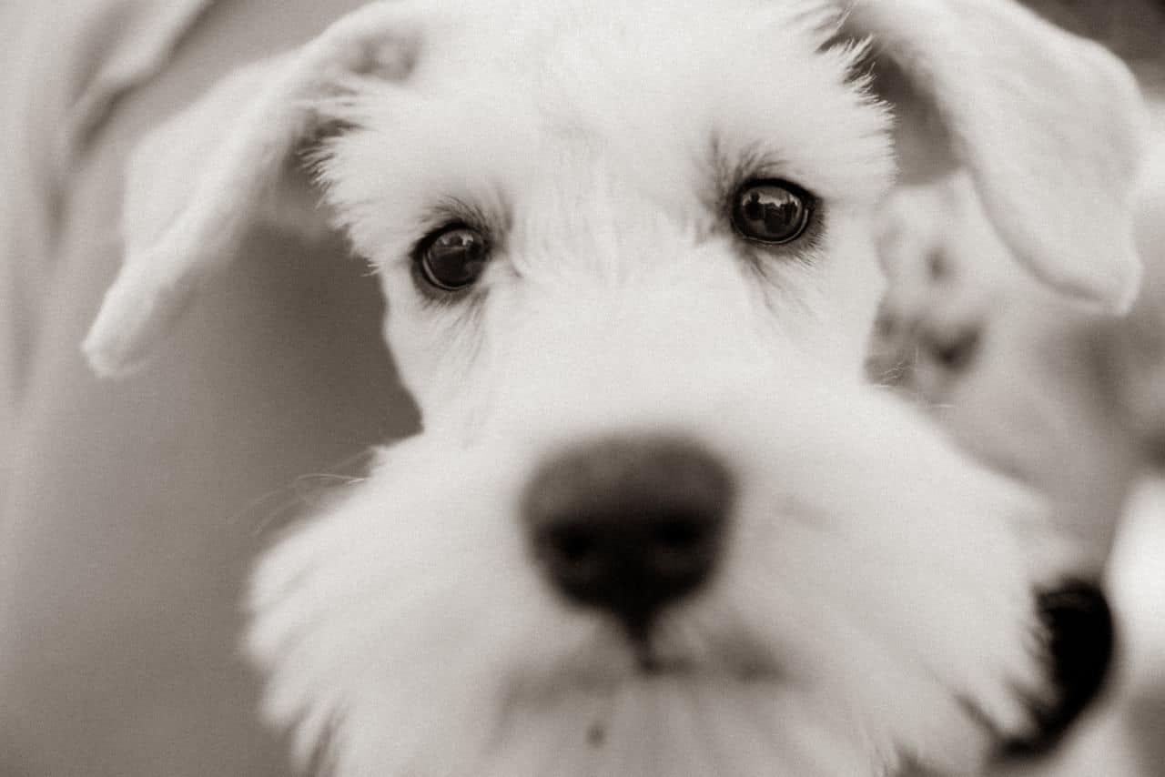 Schnauzer puppy